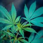 green plant