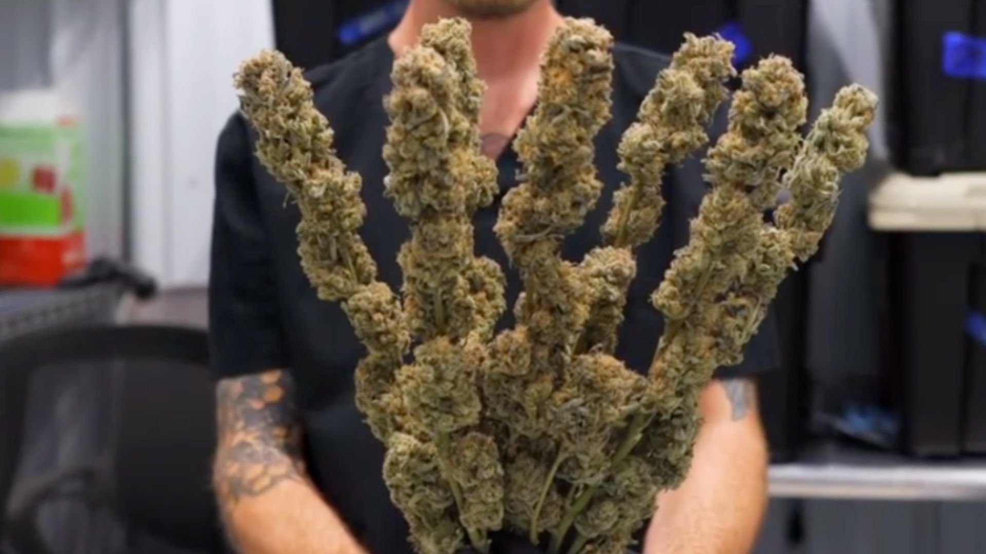 Royal Trees cannabis Michigan